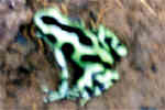 flou de dendrobate