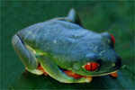 grenouille aux yeux rouges, pupille verticale