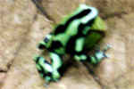 attention : grenouille venimeuse