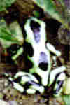 dendrobate doré