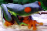 flou de grenouille