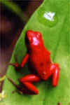 dendrobate pumilio