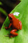 grenouille des fraises