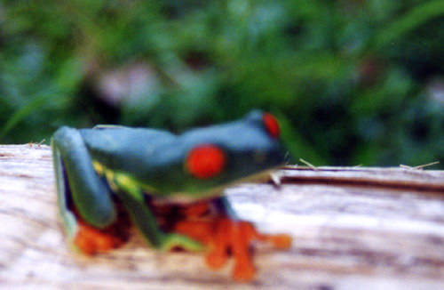 flou de grenouilles aux yeux rouges