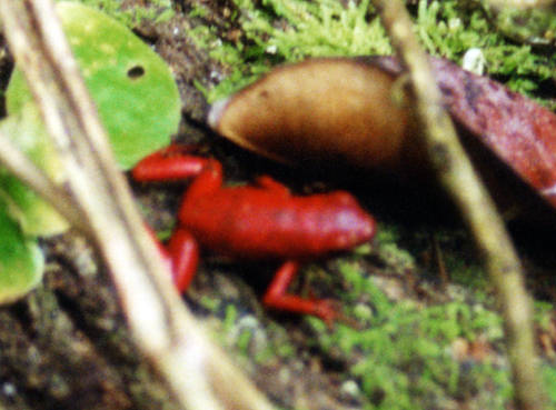 dendrobate pumilio