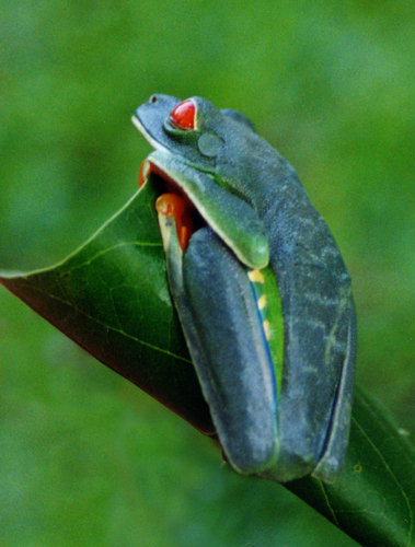 phylloméduse aux yeux rouges