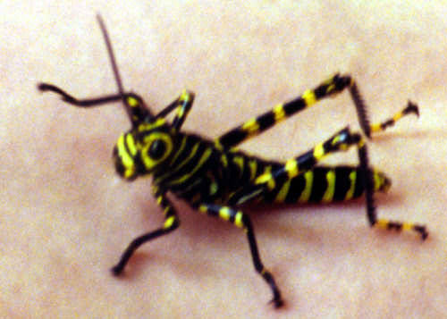 criquet jaune