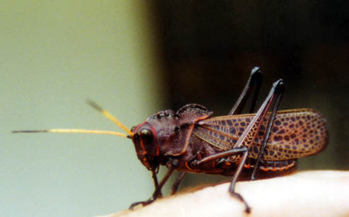 sauterelle cramoisie