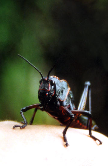 sauterelle cramoisie