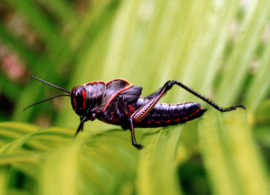 sauterelle cramoisie