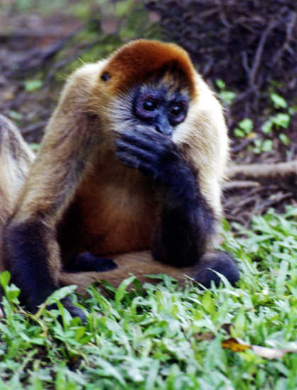 singe araignée