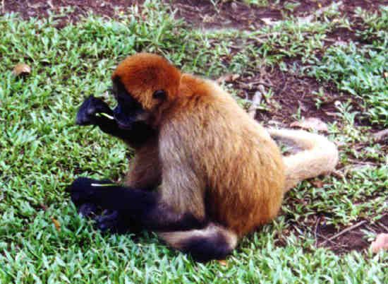 atèle ou singe araignée