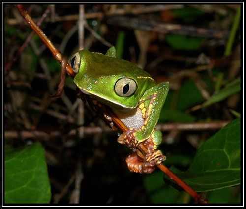 http://zafro.free.fr/tofs/guyane/DSC_5715_l.jpg